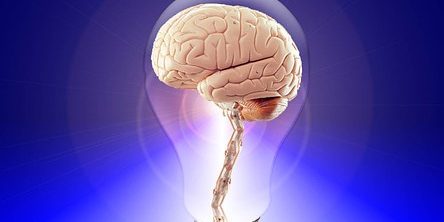 brain-20424__340